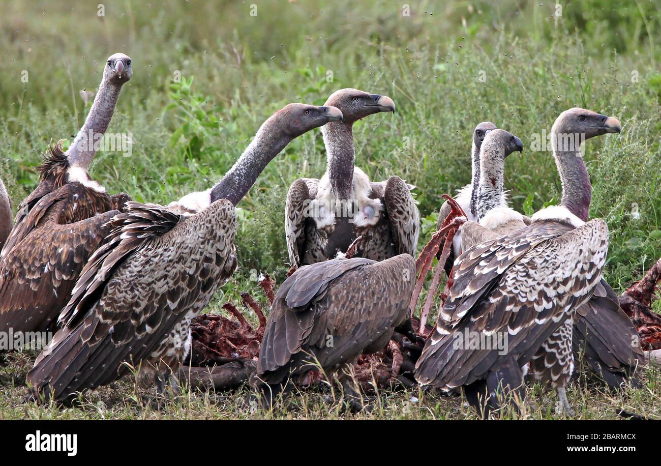 Avvoltoi bianchi (Gyps africanus) interagenti, Masai-Mara Game Reserve, Kenya Foto Stock