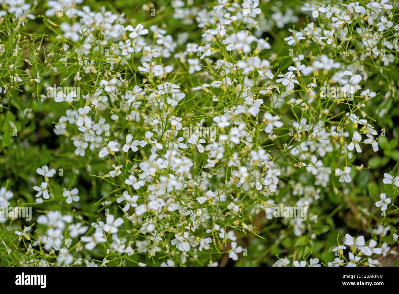 Arabis procurrens 'Glacier' diffusione rock cress fiori, famiglia: Brassicaceae Foto Stock