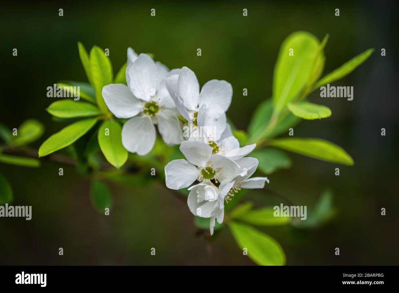 Exochorda racemosa Perlbush fiori fioriti, famiglia rosa: Rosaceae, regione: Cina e Giappone Foto Stock