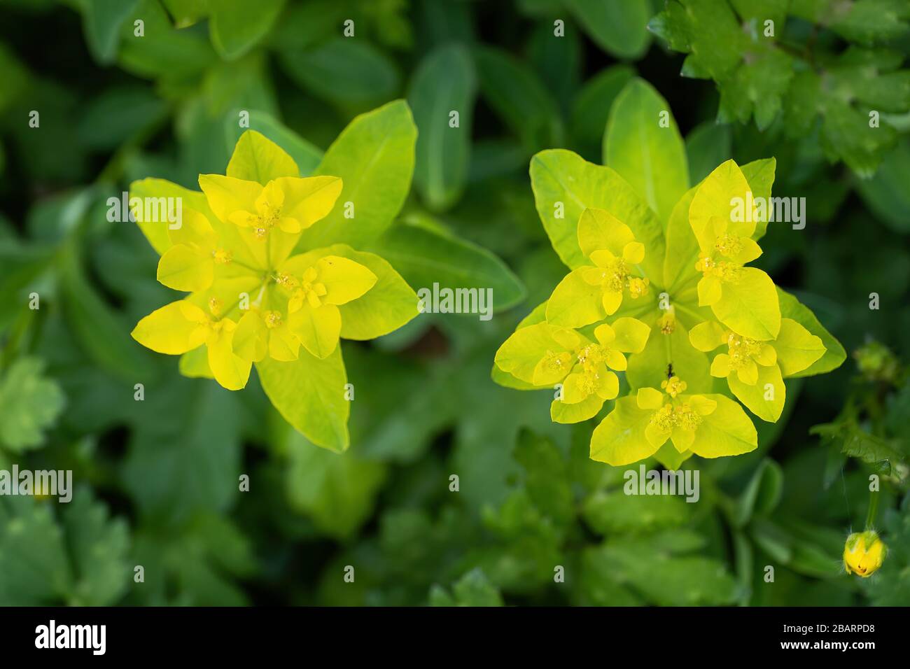 Cuscino spurge Euphorbia epitimoides (E. policroma) fiori gialli, famiglia: Euphorbiaceae Foto Stock