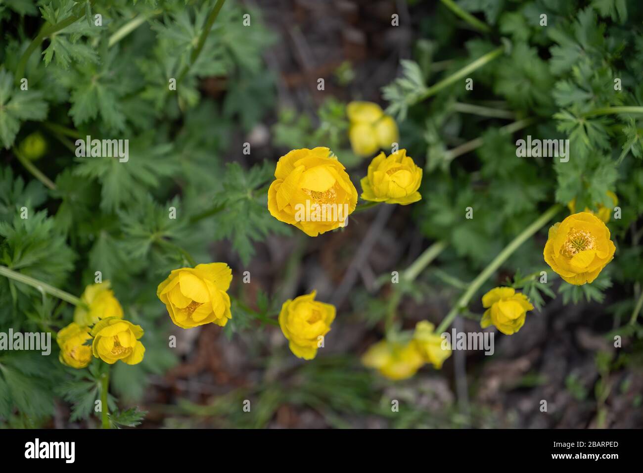 Trollius europaeus Globeflower europea O Globo, fiore pianta perenne, famiglia: Ranunculaceae Foto Stock