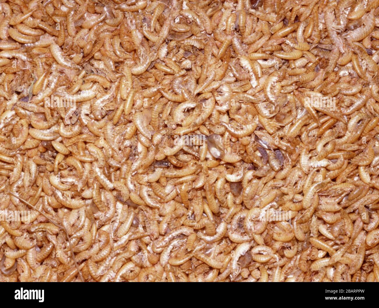 Dried Gambarus Shrimp Aquarium pesce cibo Foto Stock