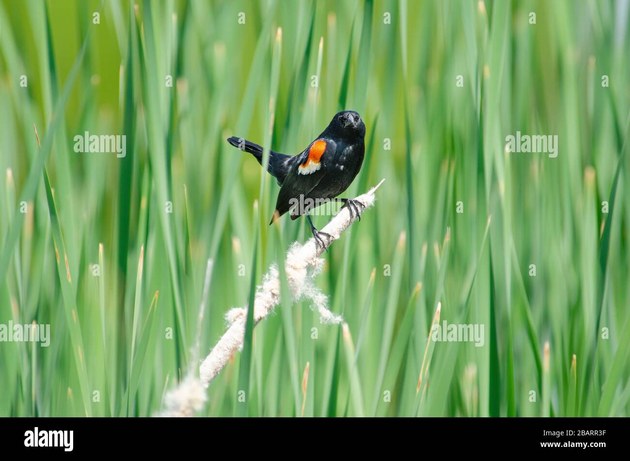 Maschio Red-Winged Blackbird arroccato su una canna davanti a un vivace sfondo verde erba Foto Stock