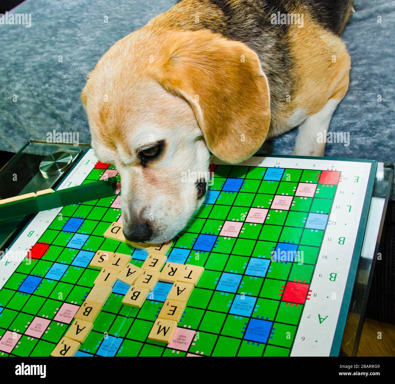 Un beagle, cane, sta giocando a misble con parole inglesi Foto Stock