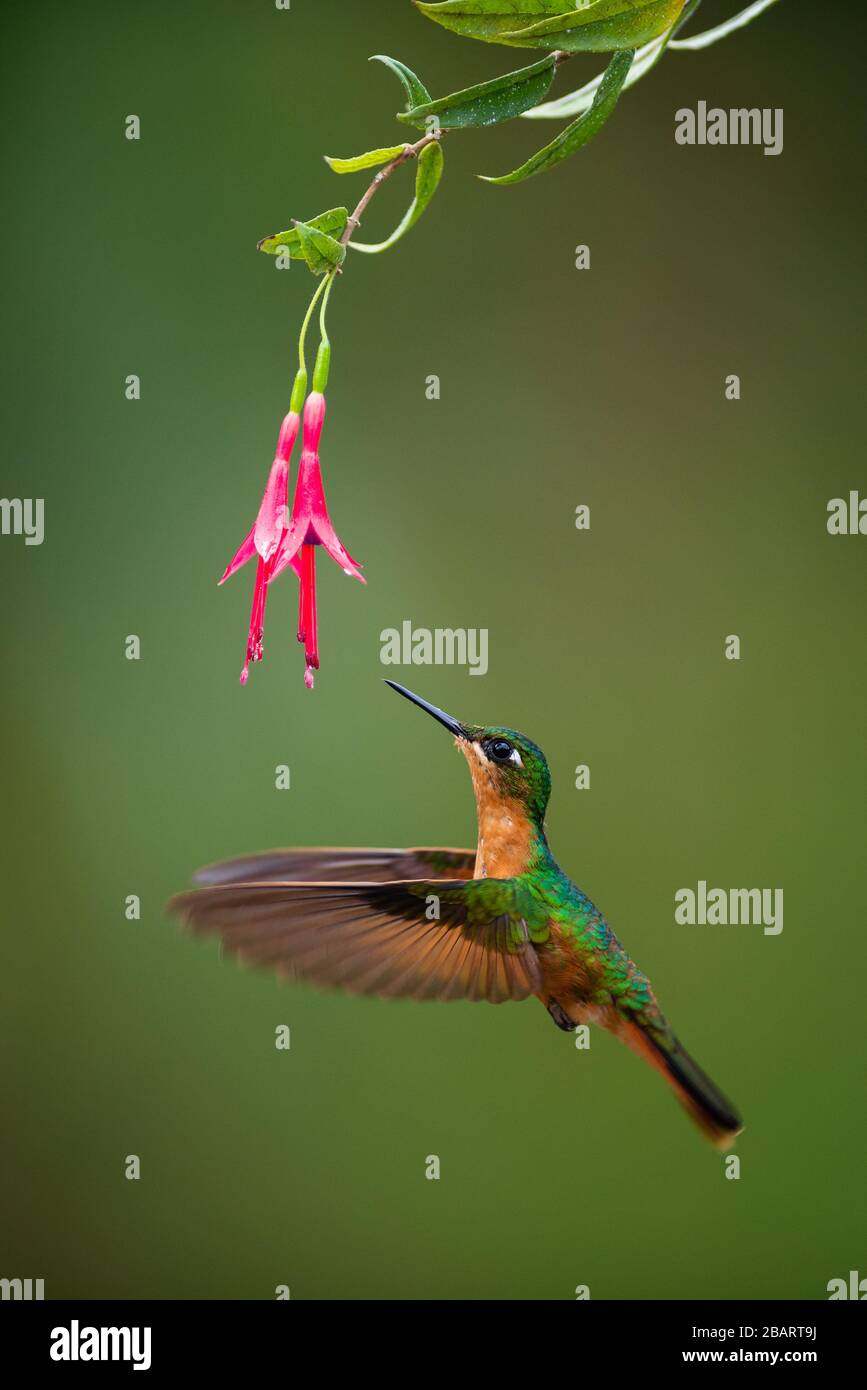 Una donna brasiliana Ruby (Clytolaema rubricauda) visitando un fiore nativo Fuchsia dalla foresta pluviale atlantica di se Brasile Foto Stock