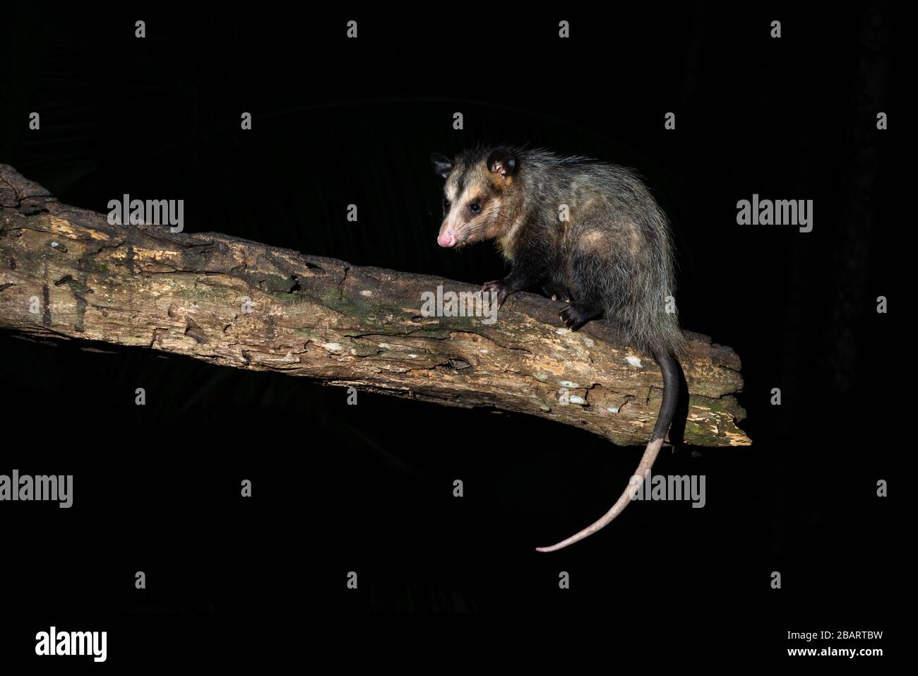 Un Opossum dalle orecchie nere (Didelphis marsupialis) dalla foresta pluviale atlantica di se Brasile Foto Stock