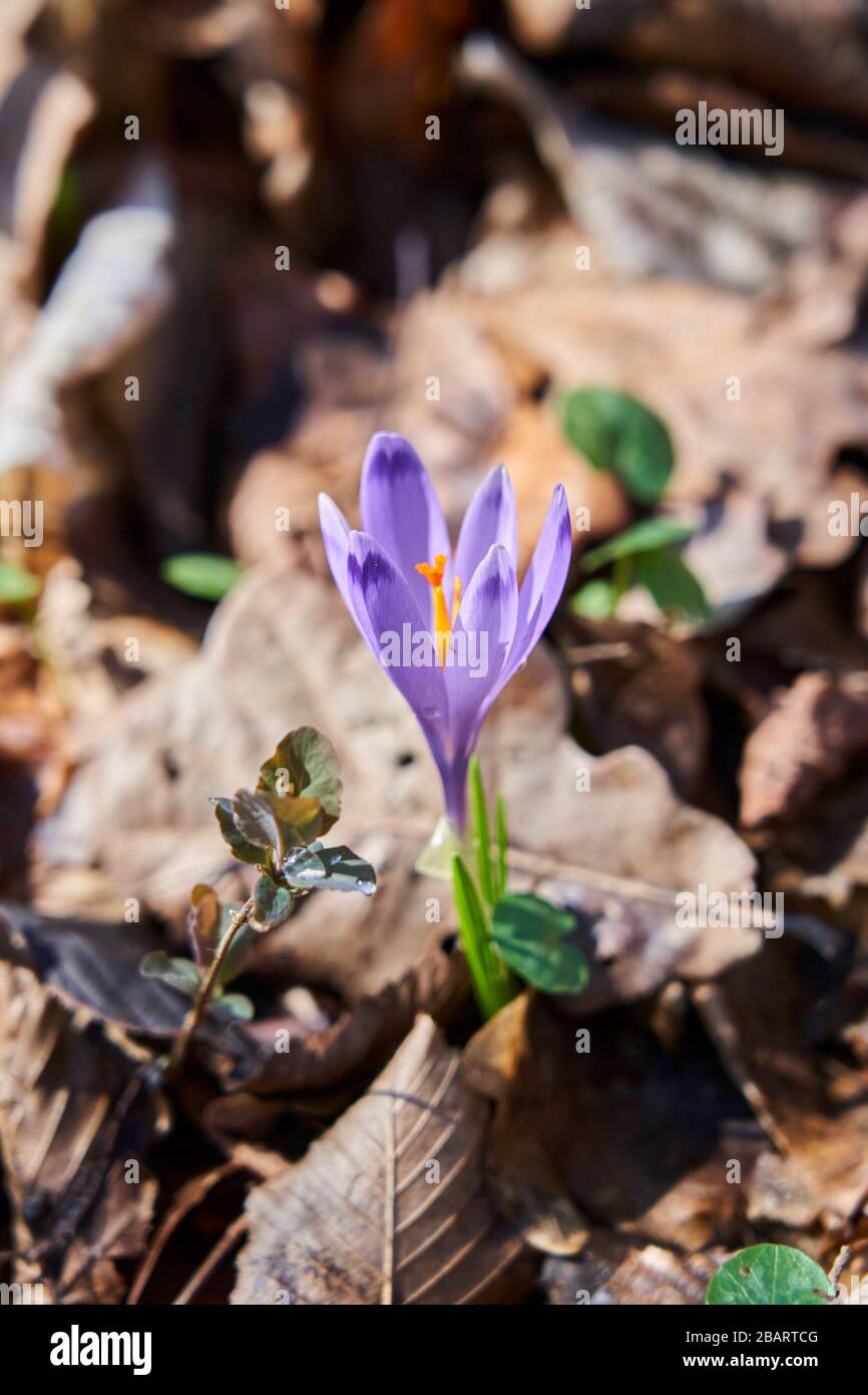 Un singolo fiore di croco nel sole di primavera. Foto Stock