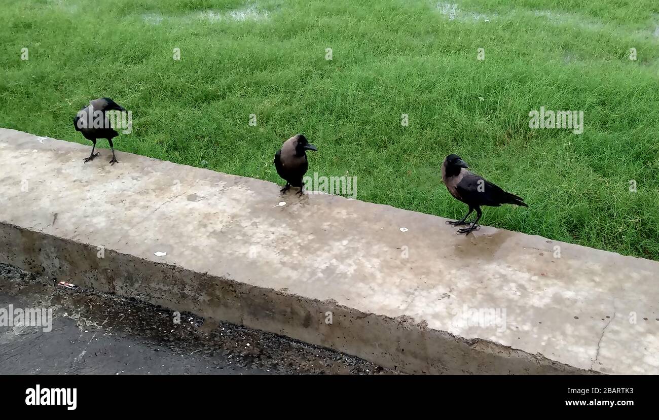 Tre corvi di case arroccati su una sporgenza di cemento accanto a un verde campo erboso, catturando il comportamento quotidiano della fauna urbana in luce naturale. Foto Stock