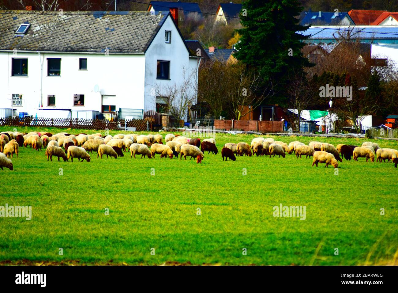 Pecore in campi verdi Foto Stock