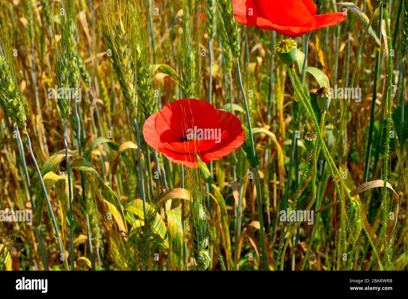 Fiori di papavero rosso nel campo di grano dorato durante l'autunno in campagna in Transilvania. Foto Stock