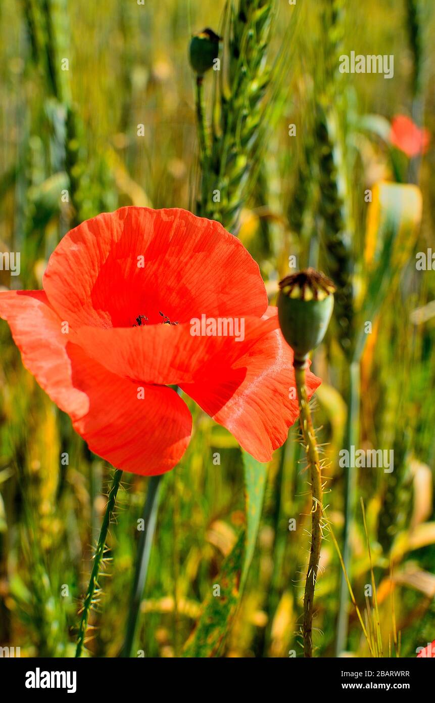 Primo piano di un fiore di papavero rosso nel campo di grano durante l'autunno in campagna in Transilvania. Foto Stock