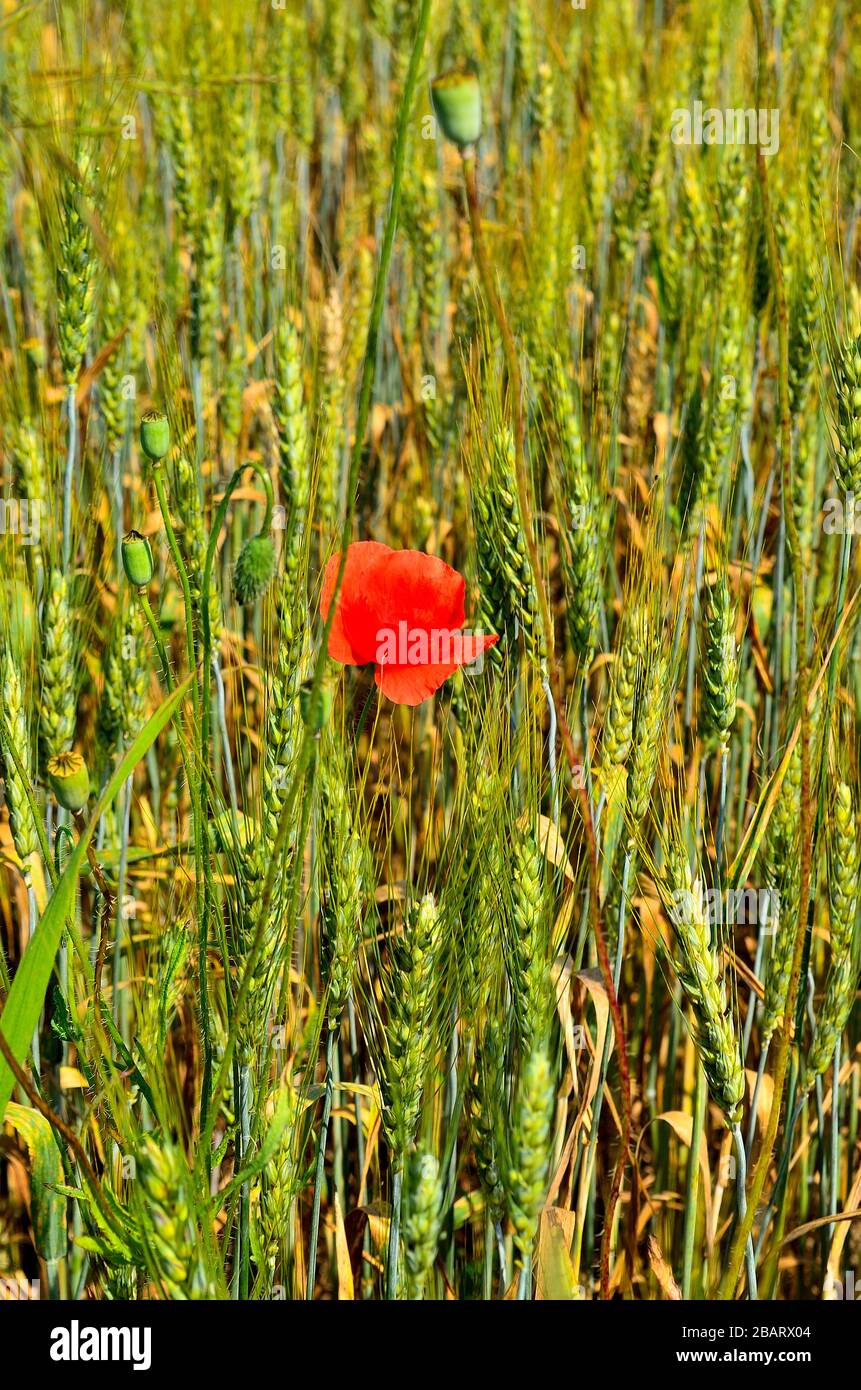 Un fiore rosso papavero nel campo di grano dorato durante l'estate in campagna in Transilvania. Foto Stock