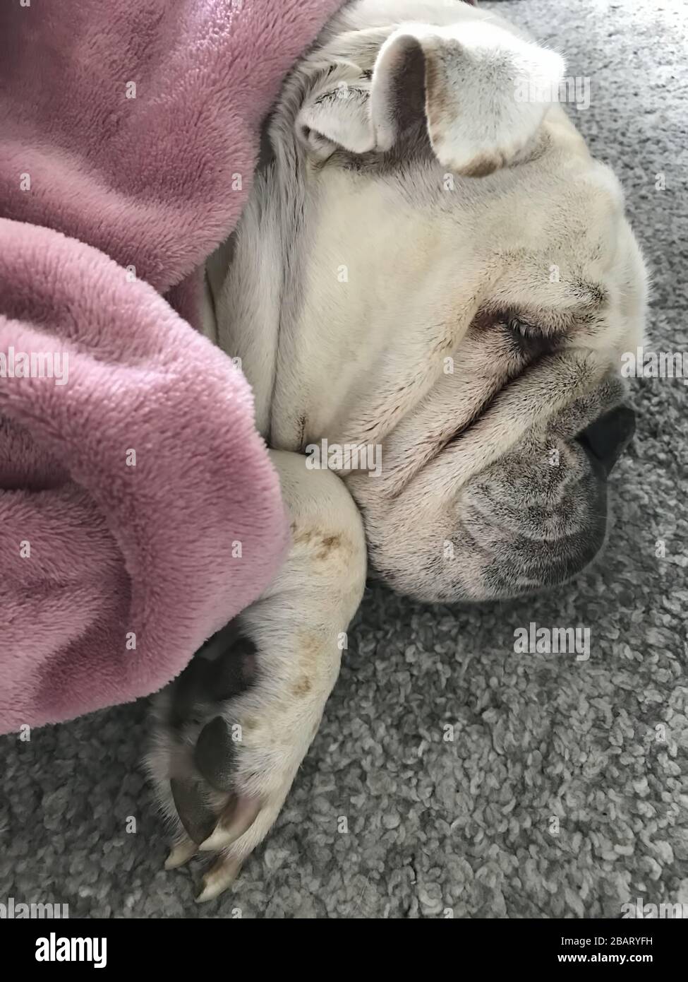 Ritratto di un giovane bulldog inglese Foto Stock
