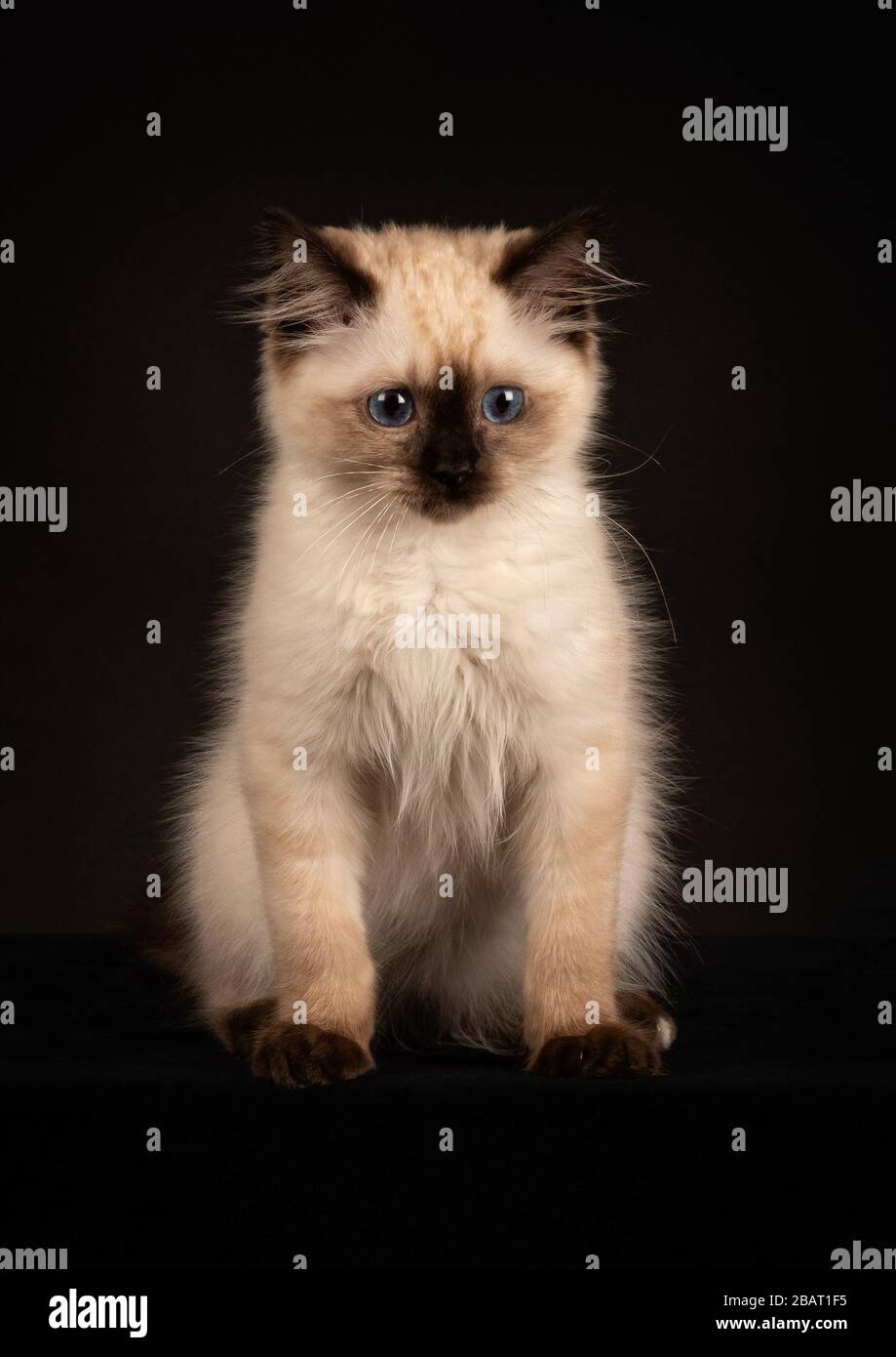 Gattino di Ragdoll Foto Stock