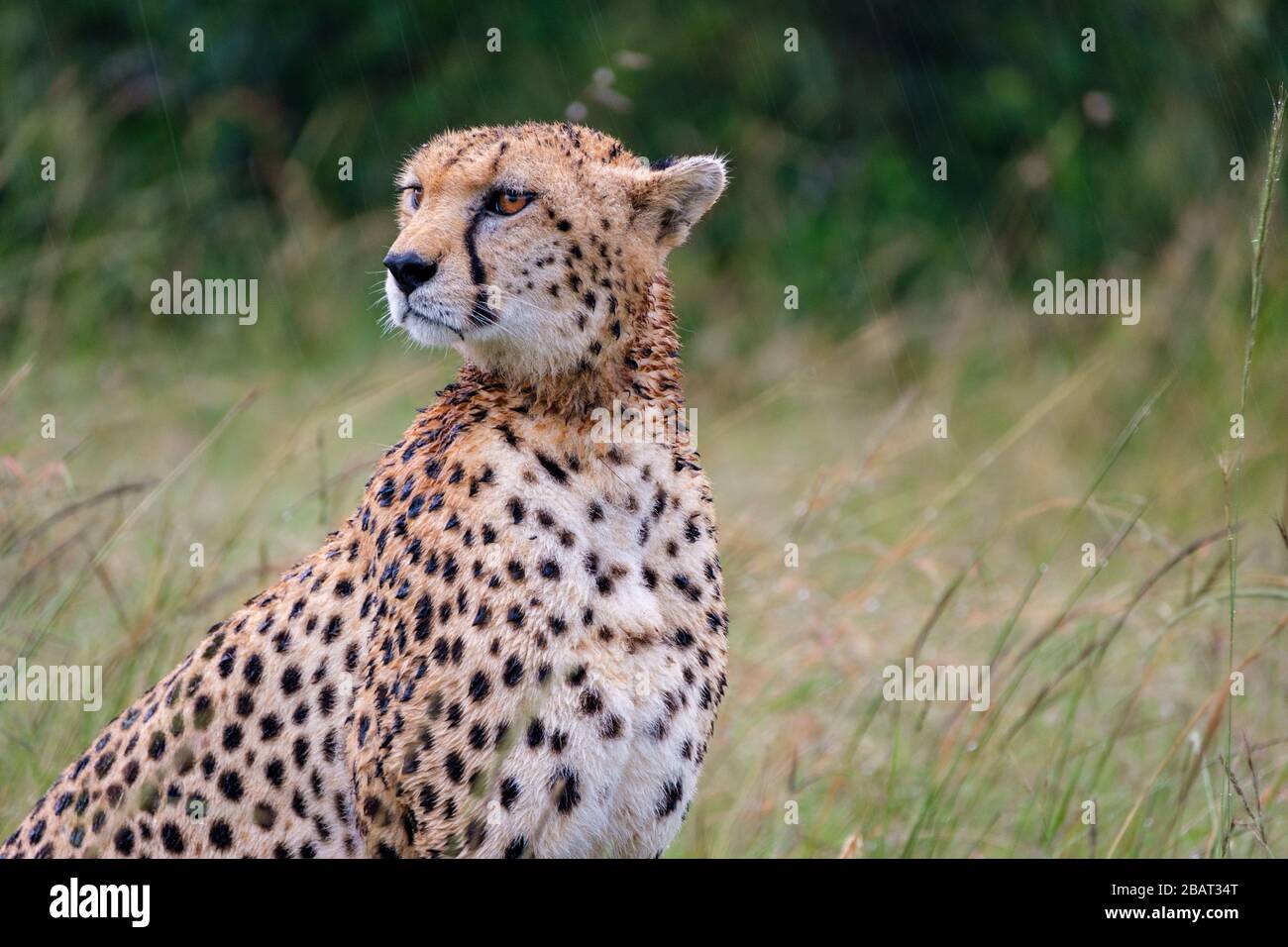 Un primo piano di una gheparia sotto la pioggia nel Parco Nazionale Masai Mara, Kenya Foto Stock