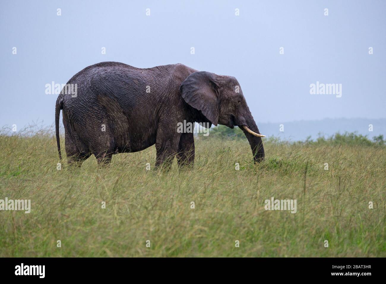 Un elefante solitario in profilo, pascolare sotto la pioggia, Masai Mara, Kenya Foto Stock