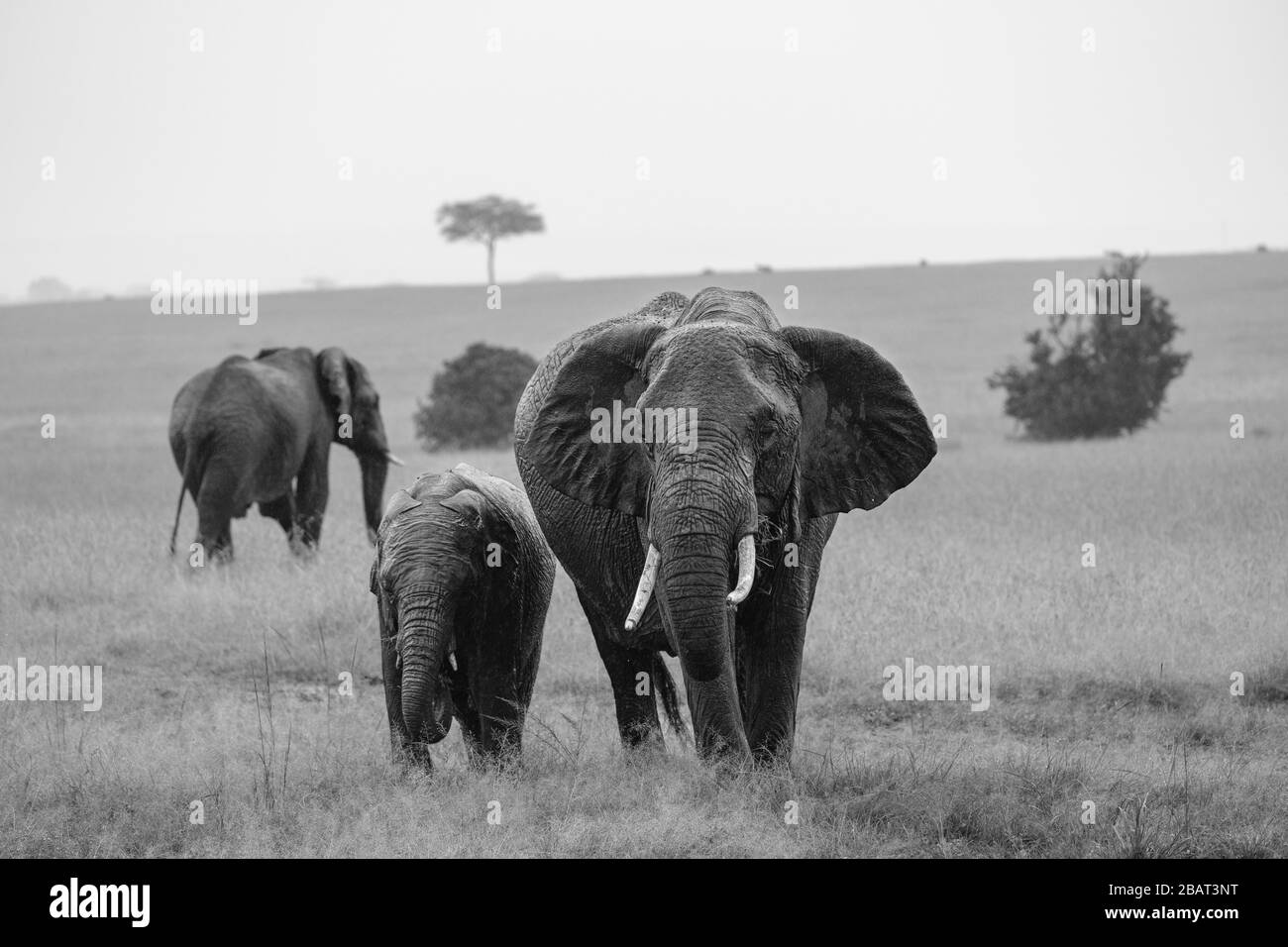 Una madre e un giovane elefante che mangiano insieme nell'erba con altri elefanti sullo sfondo, Masai Mara, Kenya, in bianco e nero Foto Stock