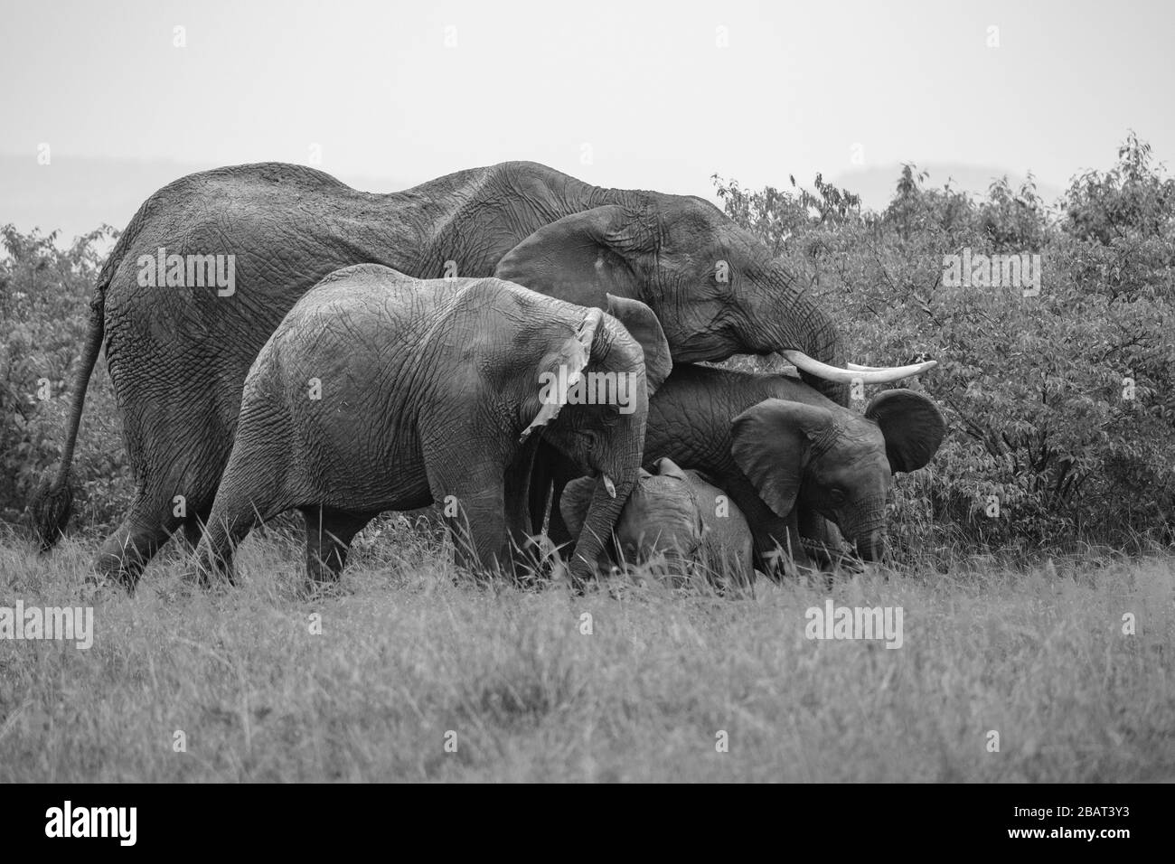 Una famiglia di elefanti che giocano insieme nell'erba, Masai Mara, Kenia Foto Stock