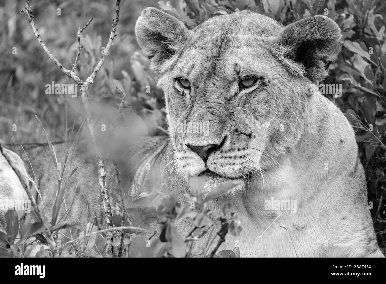 Una Leone femminile seduto nei cespugli di Masai Mara, Kenya, in bianco e nero Foto Stock