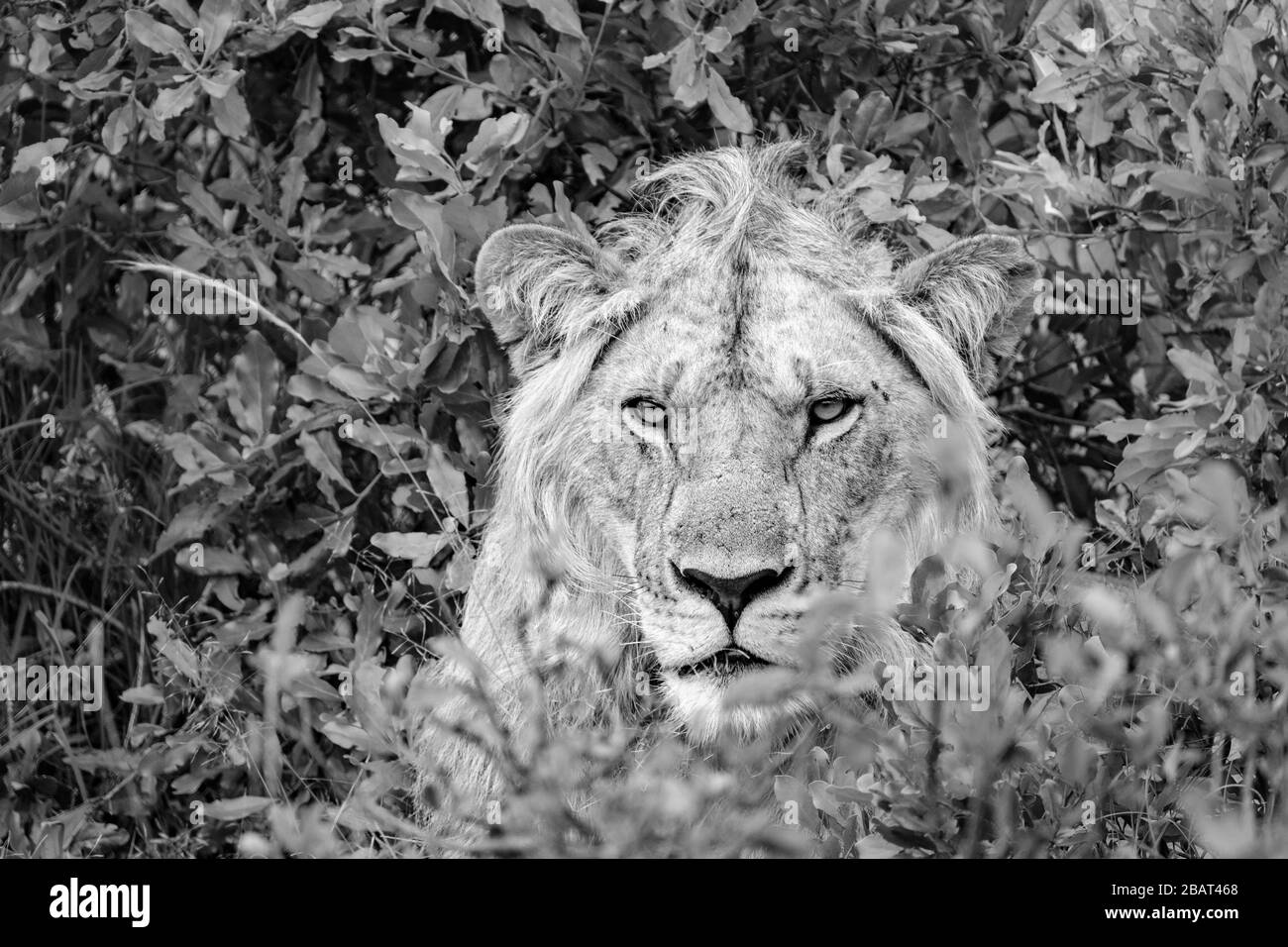 Un Leone maschio seduto nei cespugli di Masai Mara, Kenya, in bianco e nero Foto Stock