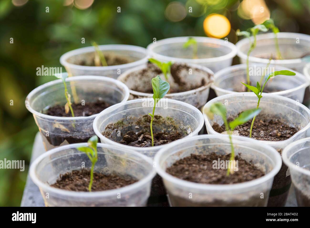 Giovani piante di pepe con alcune foglie verdi che crescono in coppe di plastica, piccoli contenitori per piantare riempiti di terreno scuro mescolato con concime Foto Stock