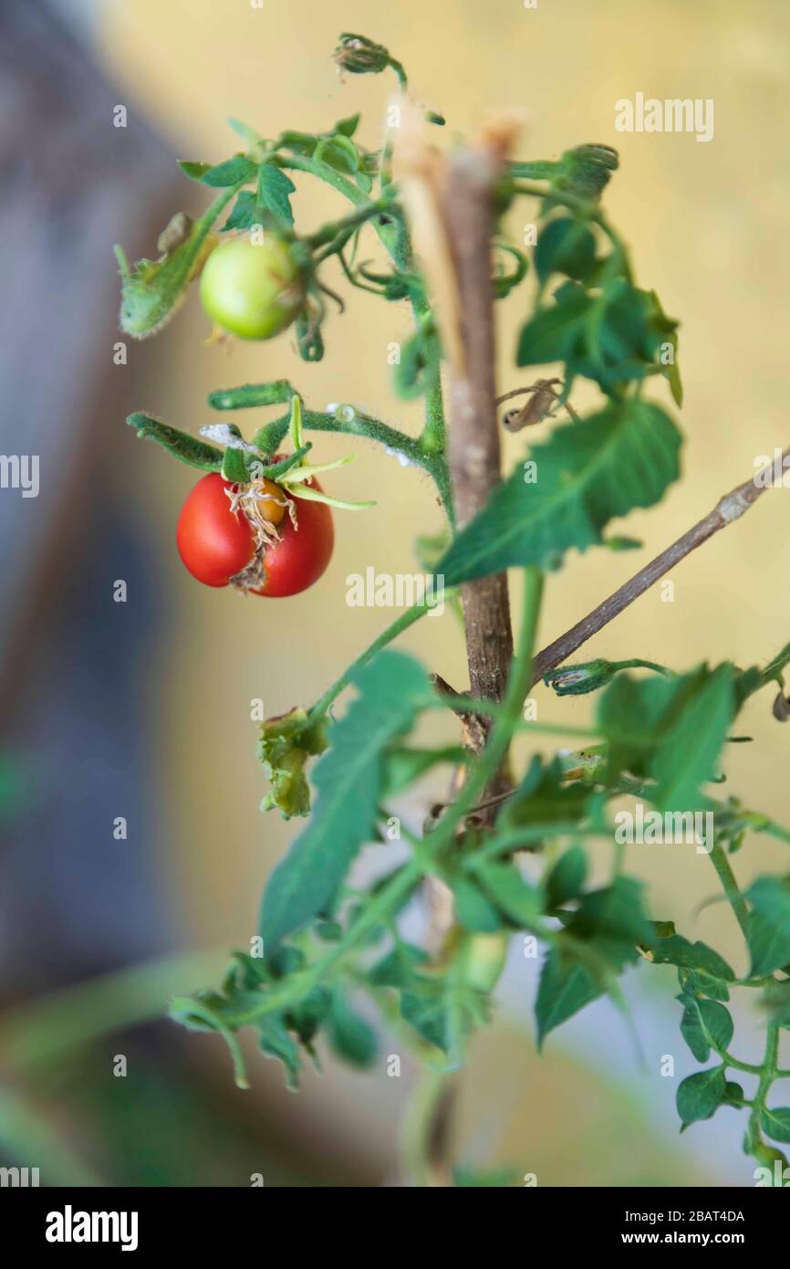 Piccola varietà di pomodori rossi e verdi Foto Stock
