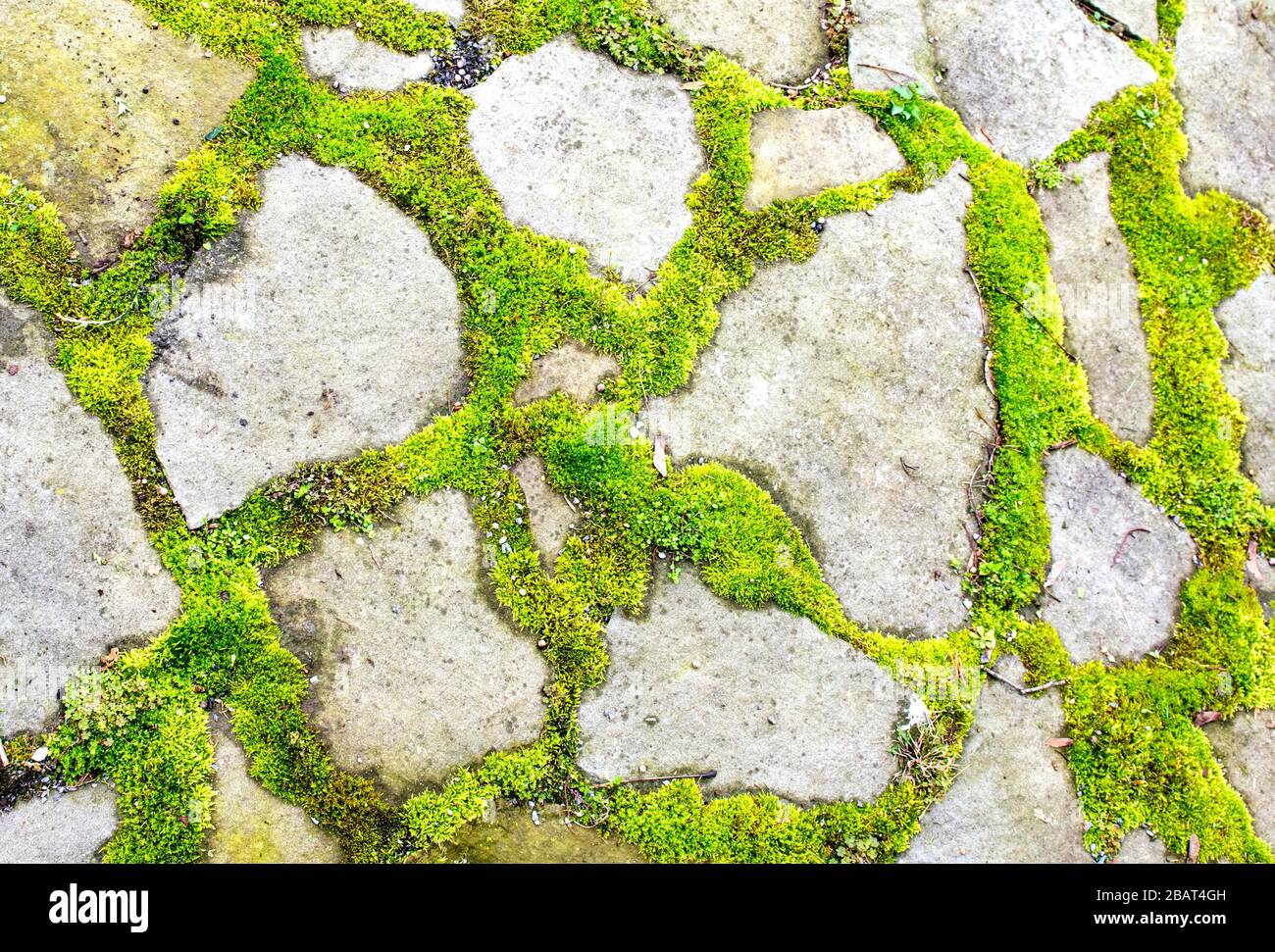 percorsi di mossy Foto Stock
