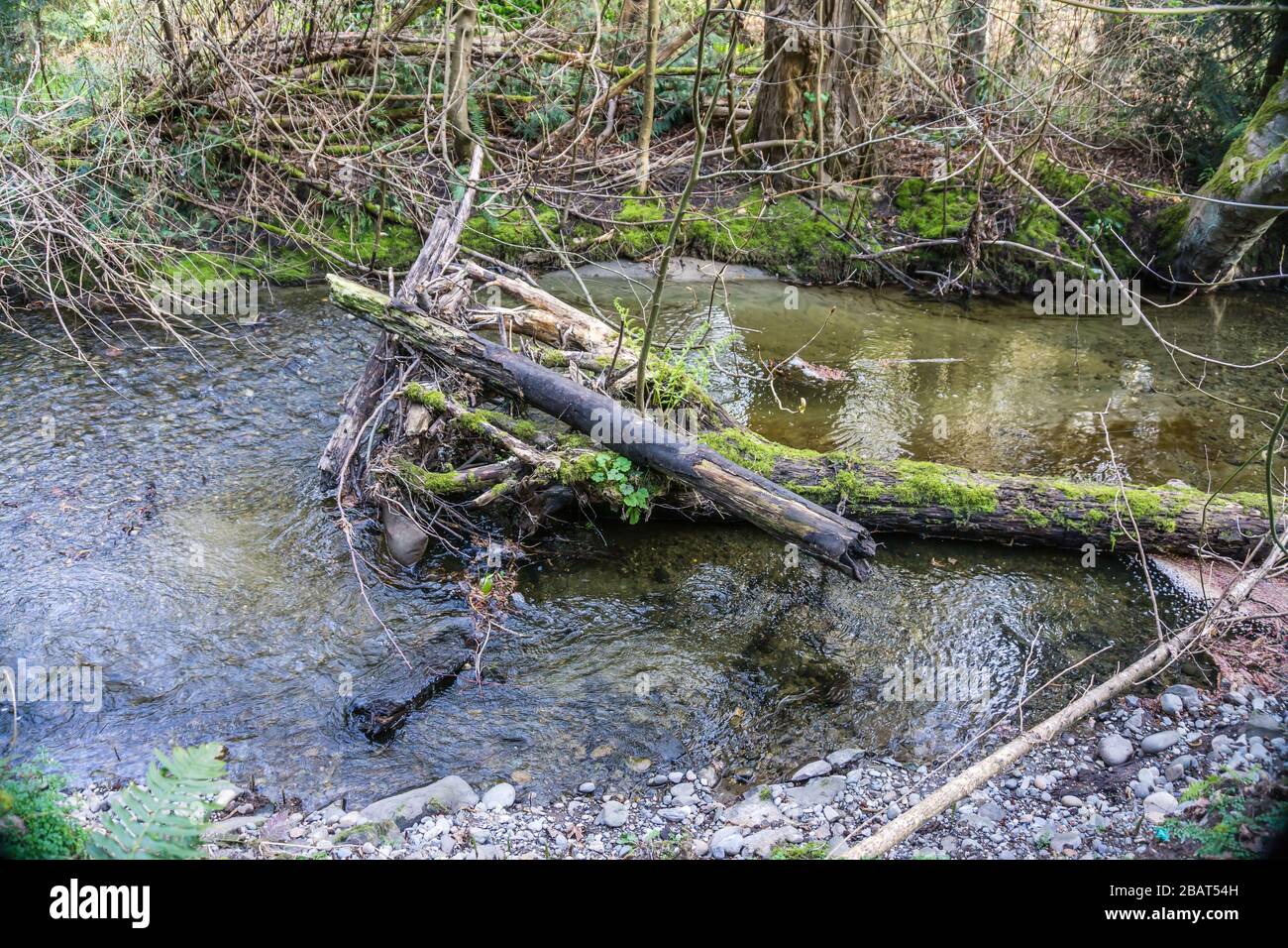 Un inceppamento del ceppo in Des Moine Creek nello Stato di Washington. Foto Stock