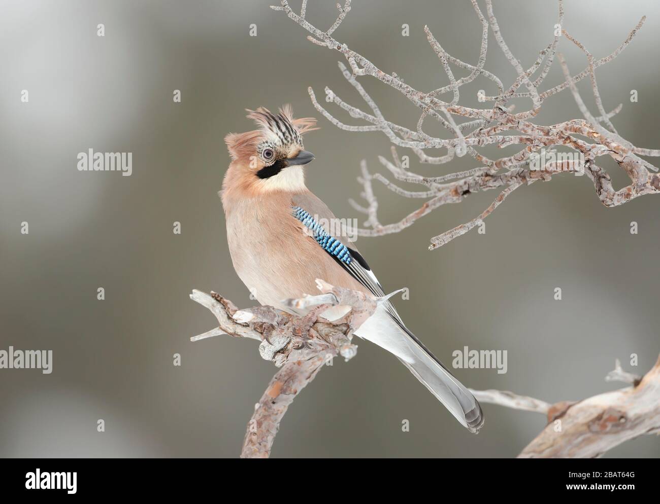 Primo piano di un jay eurasiatico (Garrulus glandarius) arroccato su un ramo di albero in inverno, Norvegia. Foto Stock