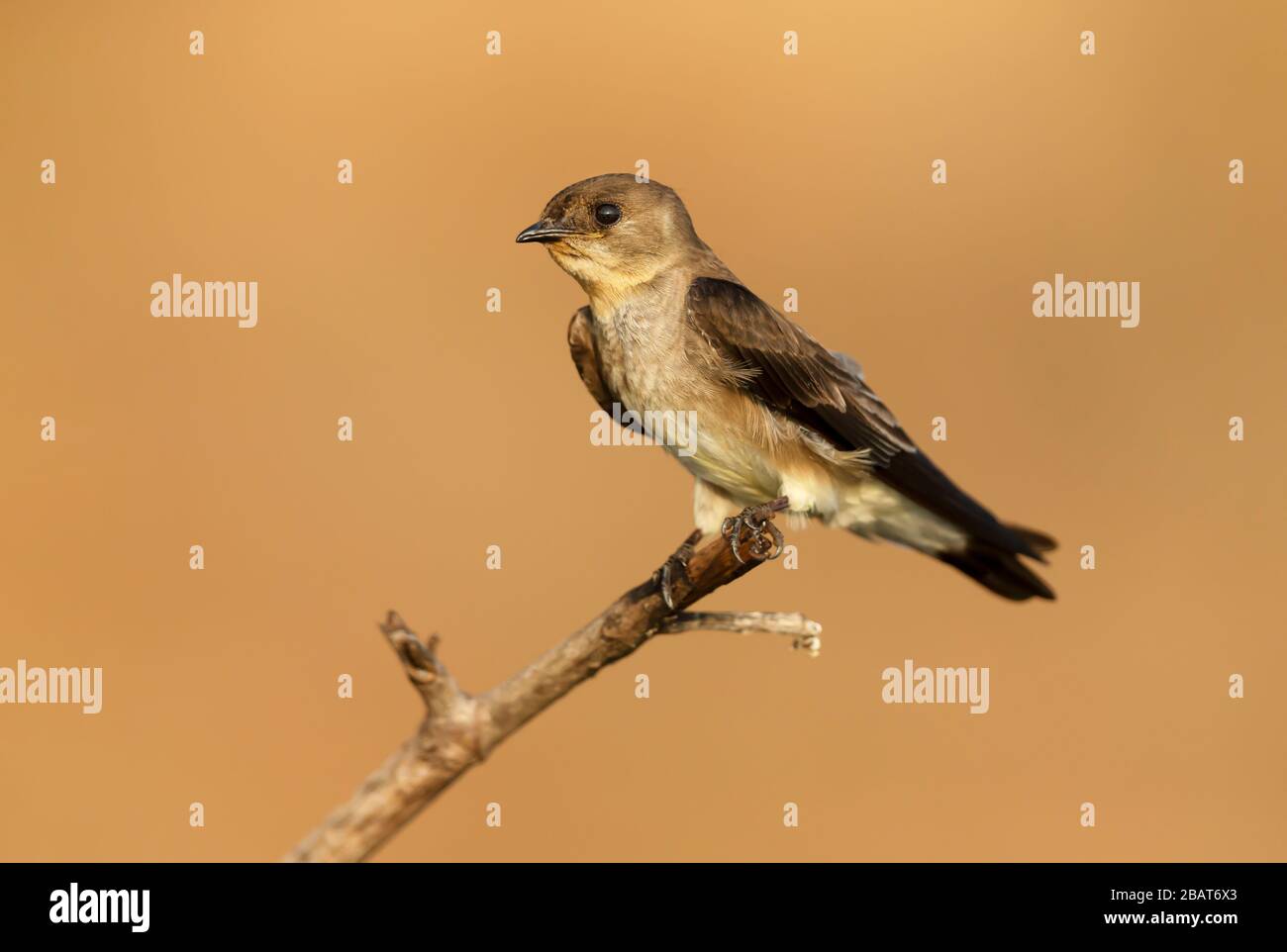 Primo piano di una rondine ad alto mare meridionale (Stelgidopteryx ruficollis) arroccata su un ramo di albero, Pantanal, Brasile. Foto Stock