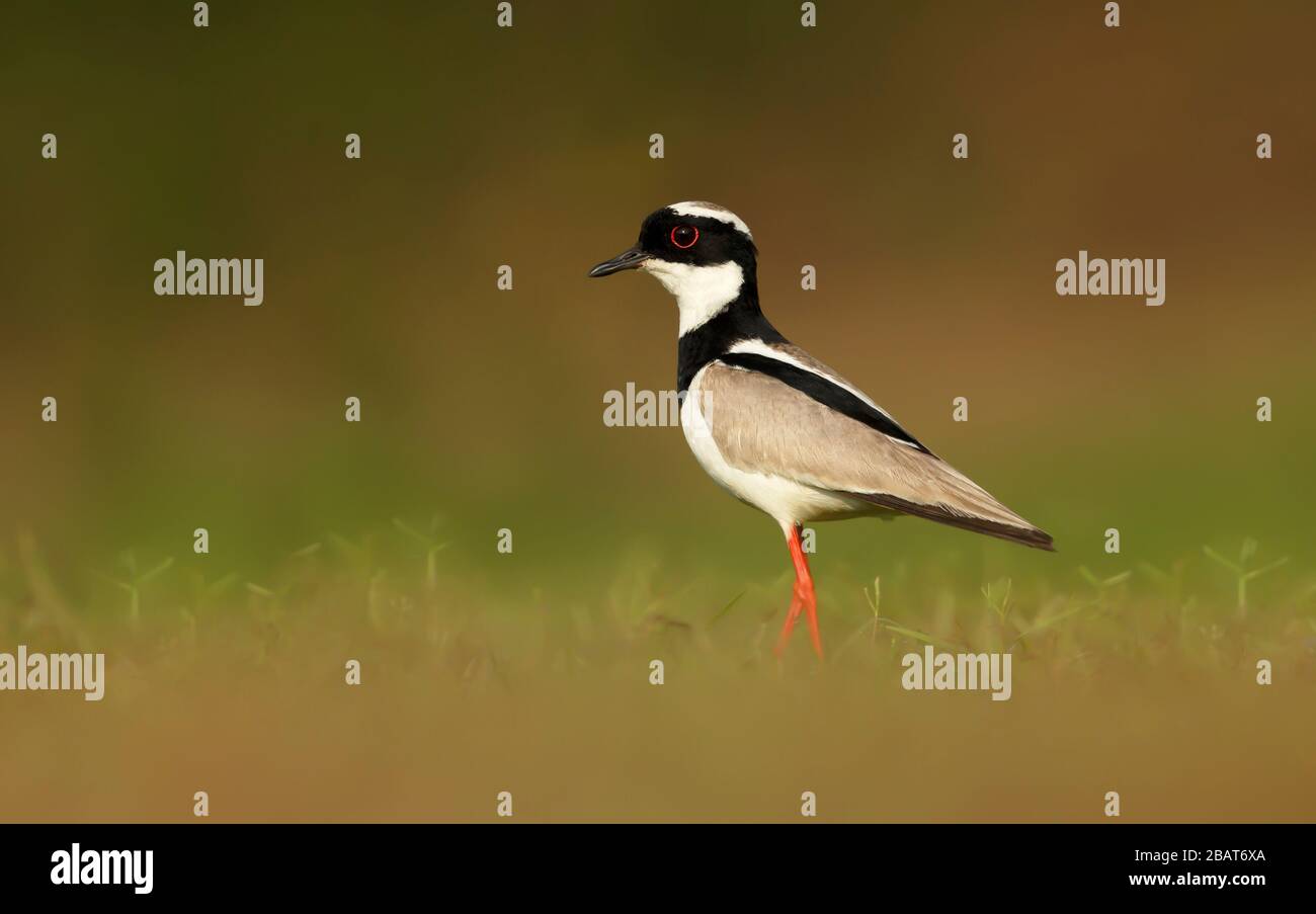 Primo piano di un pied plover (Vanellus cayanus), noto anche come pied lapwing, Pantanal, Brasile. Foto Stock