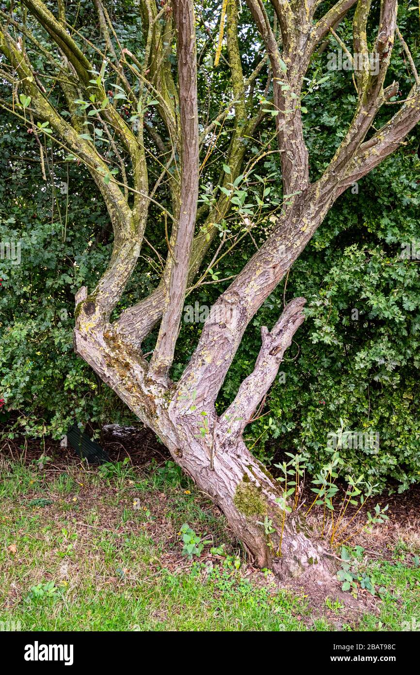 Insolito albero sagomato, Cheshire UK Foto Stock