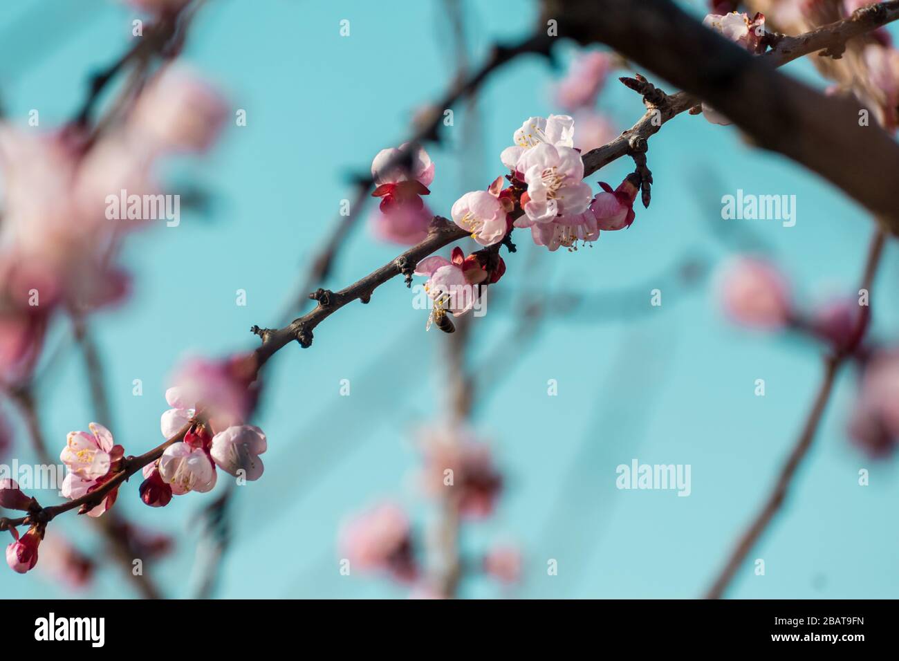 Primo piano del processo di impollinazione dei fiori di pesca beati in fiore eseguito da api e api bumble. Sfondo fuori fuoco a causa di poco profondo de Foto Stock
