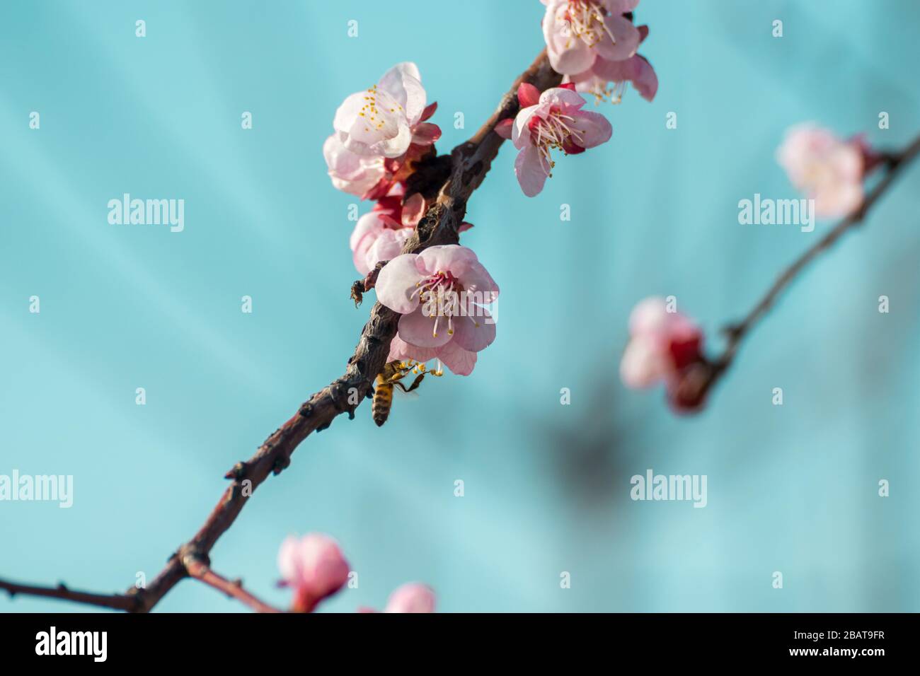 Primo piano del processo di impollinazione dei fiori di pesca beati in fiore eseguito da api e api bumble. Sfondo fuori fuoco a causa di poco profondo de Foto Stock