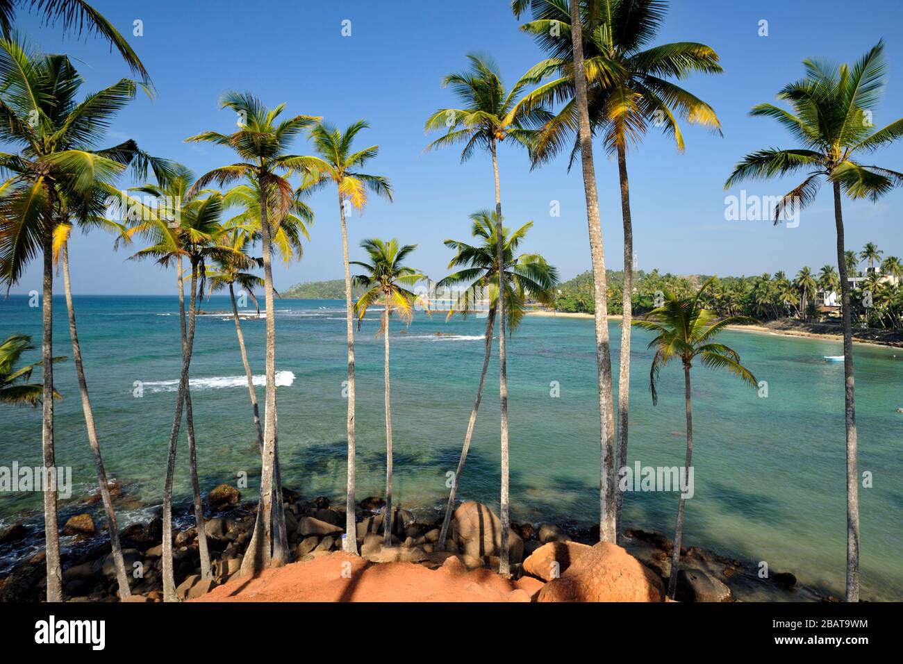 Sri Lanka, Mirissa, collina di palme da cocco Foto Stock