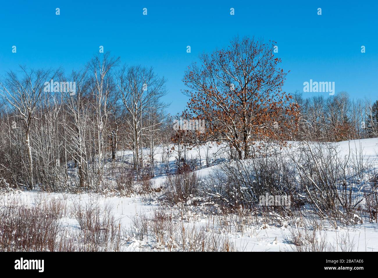 campagna incontaminata in inverno. Foto Stock