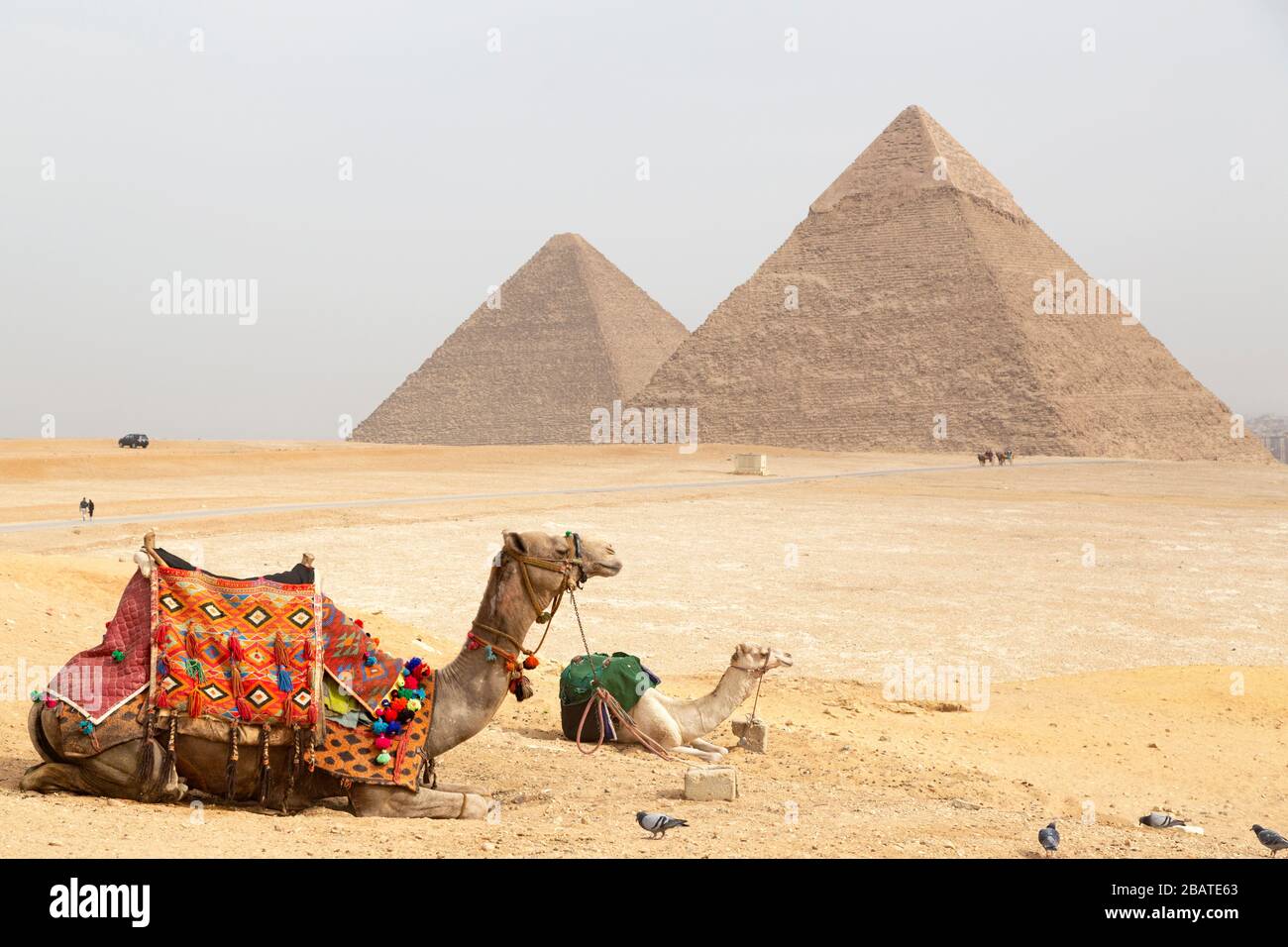 I cammelli si siedono all'altopiano di Giza al Cairo, Egitto. Sullo sfondo si trovano le grandi piramidi di Giza. Foto Stock