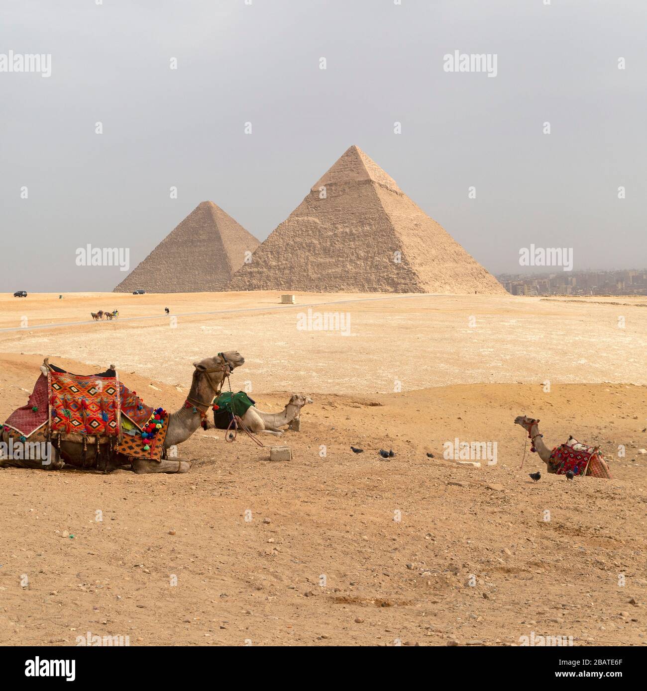 I cammelli si siedono all'altopiano di Giza al Cairo, Egitto. Sullo sfondo si trovano le grandi piramidi di Giza. Foto Stock