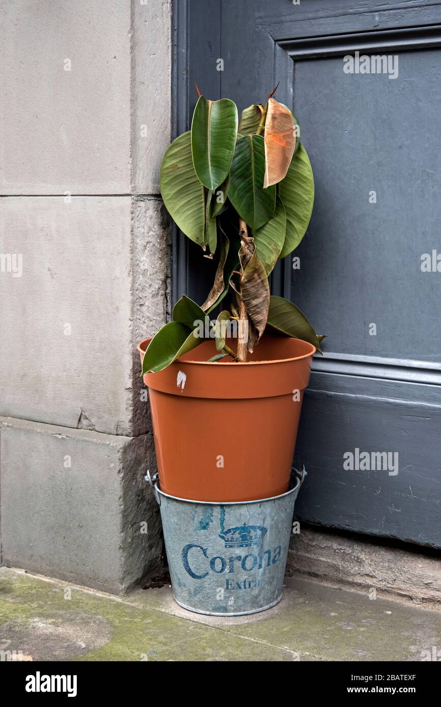Impianto di gomma morente in un secchio di ghiaccio Corona a Stockbridge, Edimburgo, Scozia, Regno Unito. Foto Stock