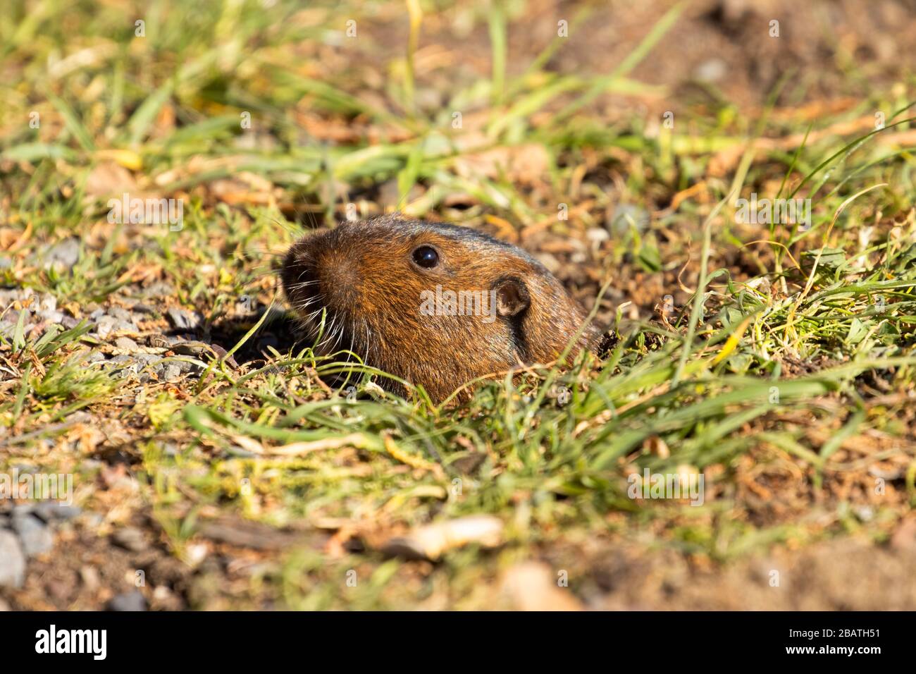 Vole, Sonoma Coast state Park, California Foto Stock