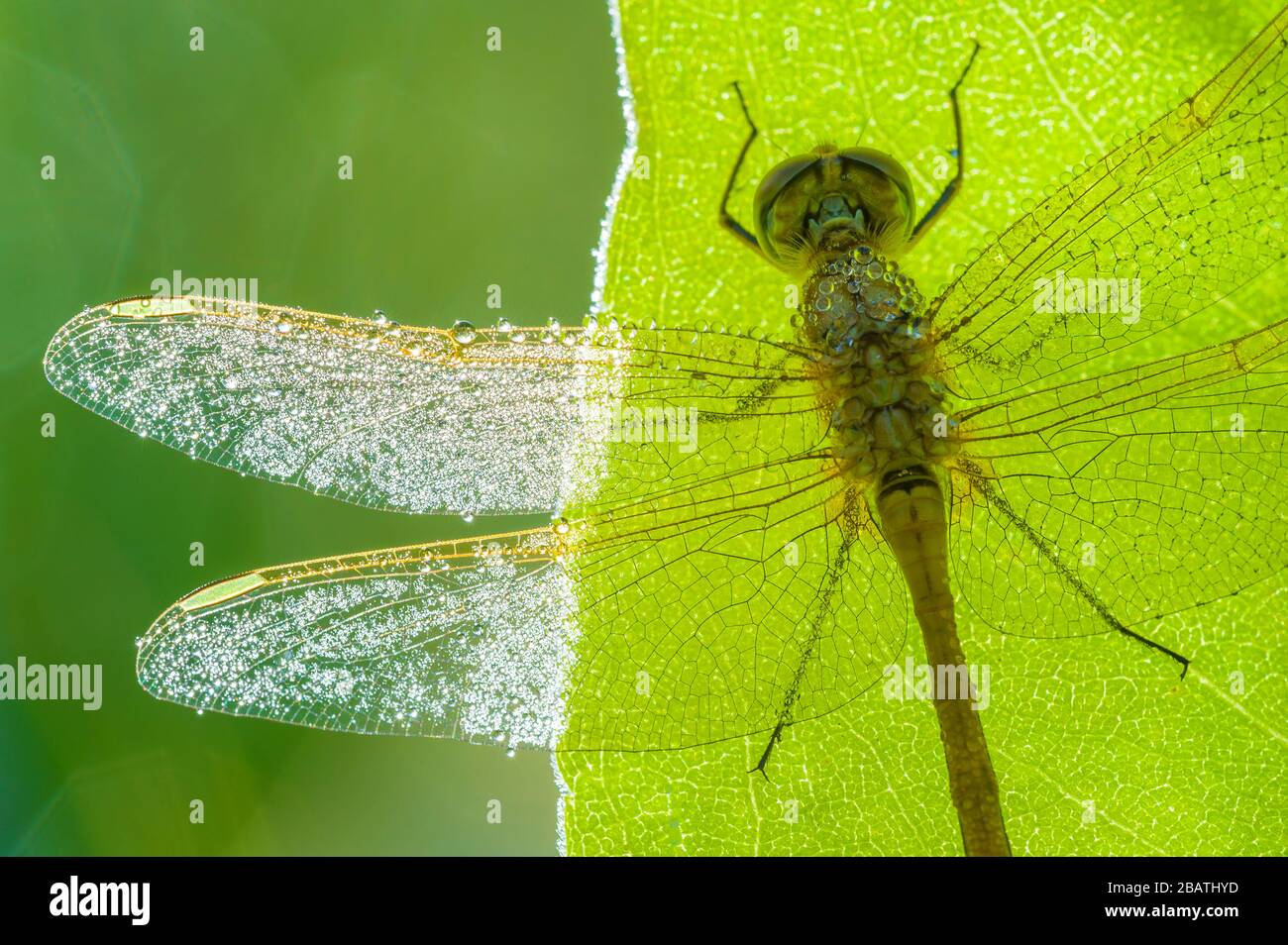 Meadowhawk (Sympetrum costiferum), Stati Uniti e Canada del Nord & Centrale, di Dominique Braud/Dembinsky Photo Assoc Foto Stock