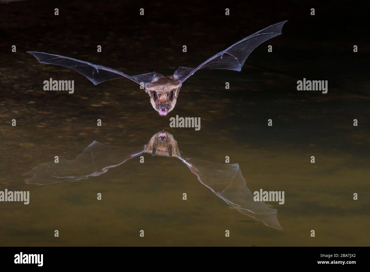 Pallid bat (Antrozous pallidus), giugno, Amado, Arizona, USA, di Dominique Braud/Dembinsky Photo Assoc Foto Stock