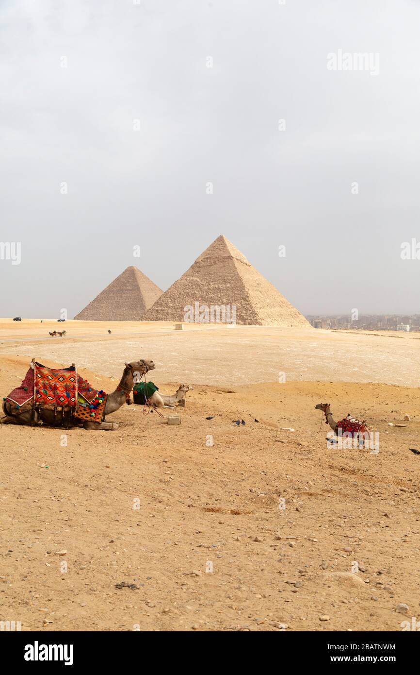 I cammelli si siedono all'altopiano di Giza al Cairo, Egitto. Sullo sfondo si trovano le grandi piramidi di Giza. Foto Stock