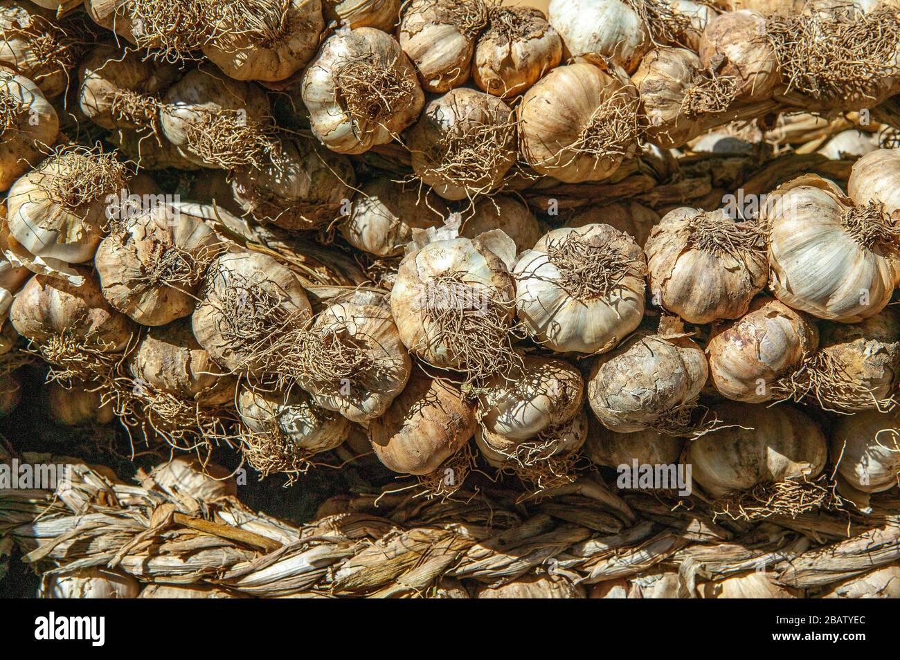 Molti bulbi di aglio in trecce per la vendita sul mercato. Abruzzo, Italia, Europa Foto Stock