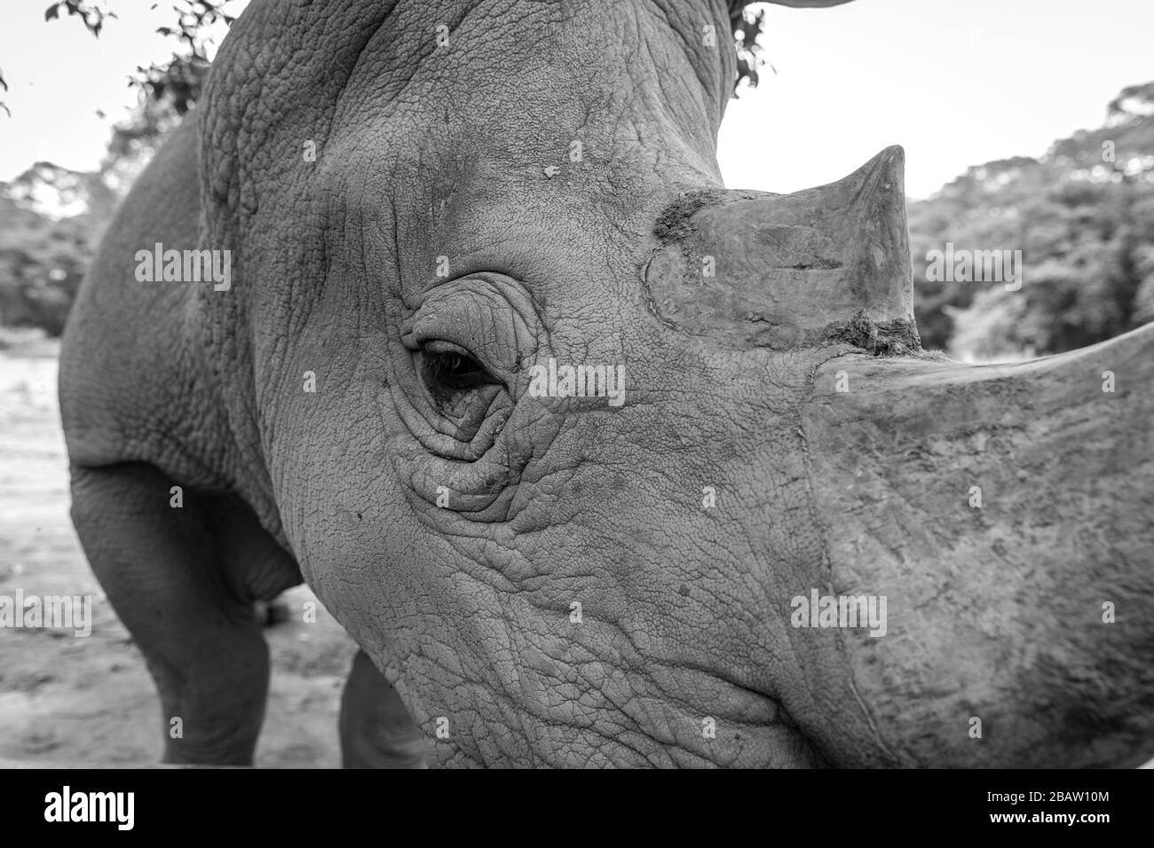 Primo piano di un rinoceronte bianco meridionale (Ceratotherium simum simum) nel Centro educativo per la fauna selvatica dell'Uganda, Entebbe, Uganda Foto Stock