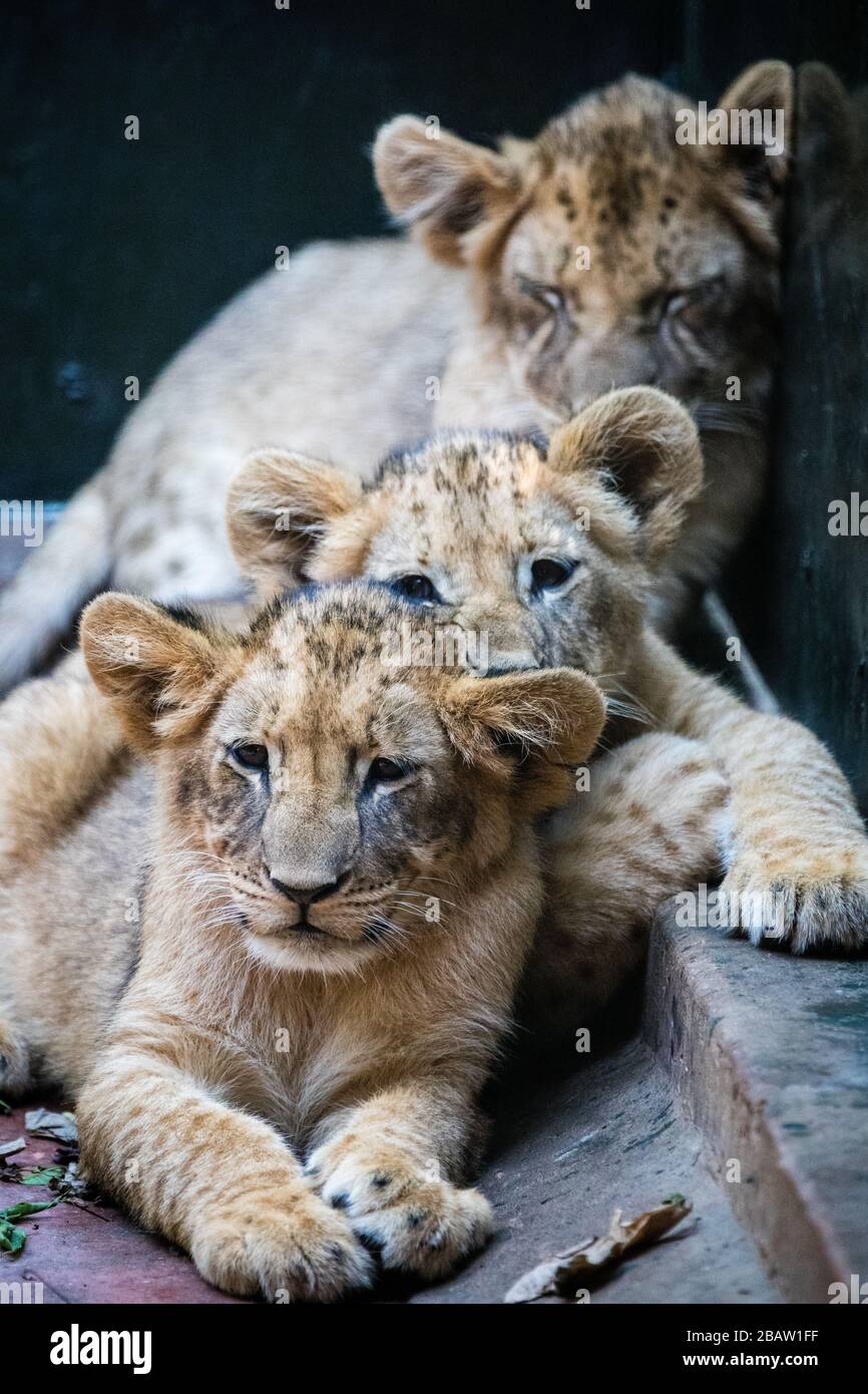 Tre cuccioli di leone africano (Panthera leo) nel Centro educativo per la fauna selvatica dell'Uganda, Entebbe, Uganda Foto Stock
