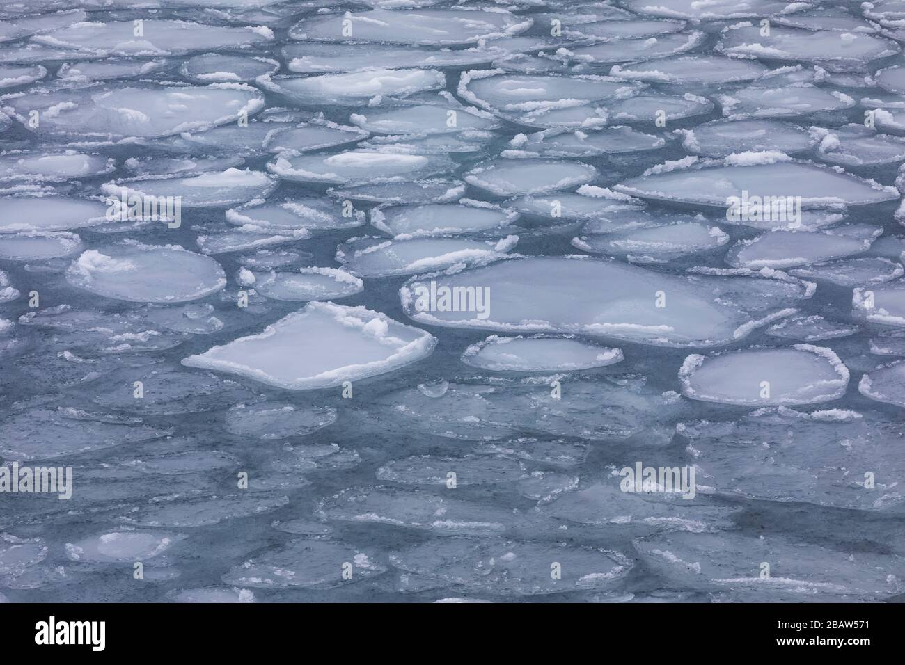 Modelli di ghiaccio frittella sull'acqua salata vicino all'isola di Fogo, Terranova, Canada Foto Stock