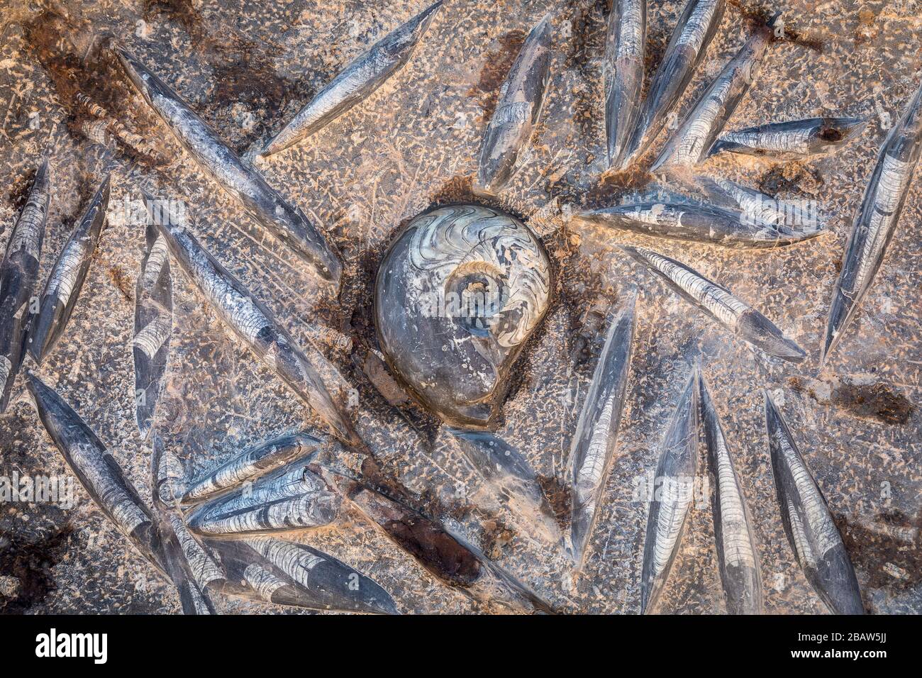 Fossili di Ammonite e calamari rinvenuti a Erfoud, Marocco Foto Stock