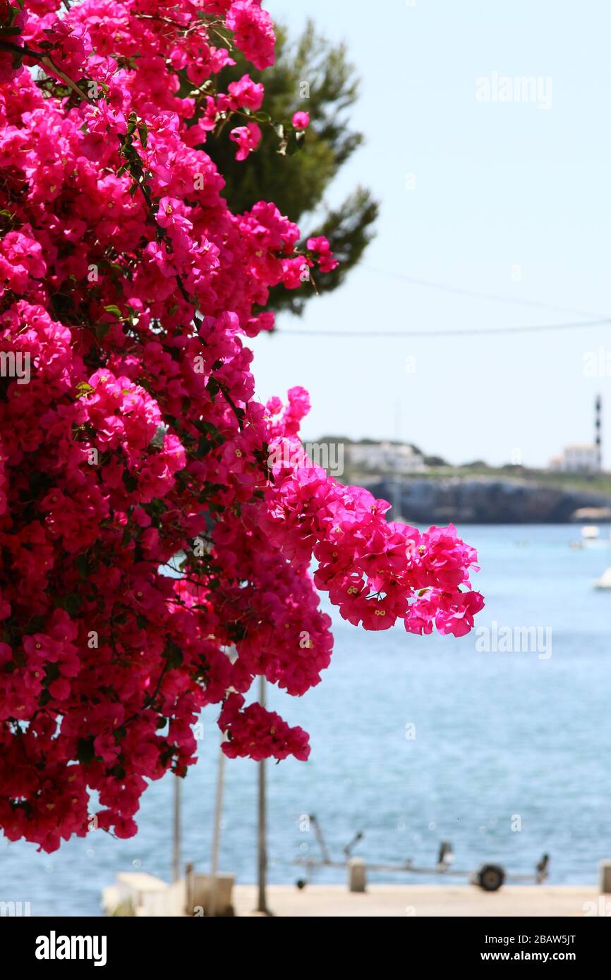 FIORI DI BOUGAINVILLEA CHE SI ARRAMPICANO SUL LATO DI UNA CASA SULL'ISOLA MEDITERRANEA DI MAIORCA, SPAGNA, EUROPA. Foto Stock