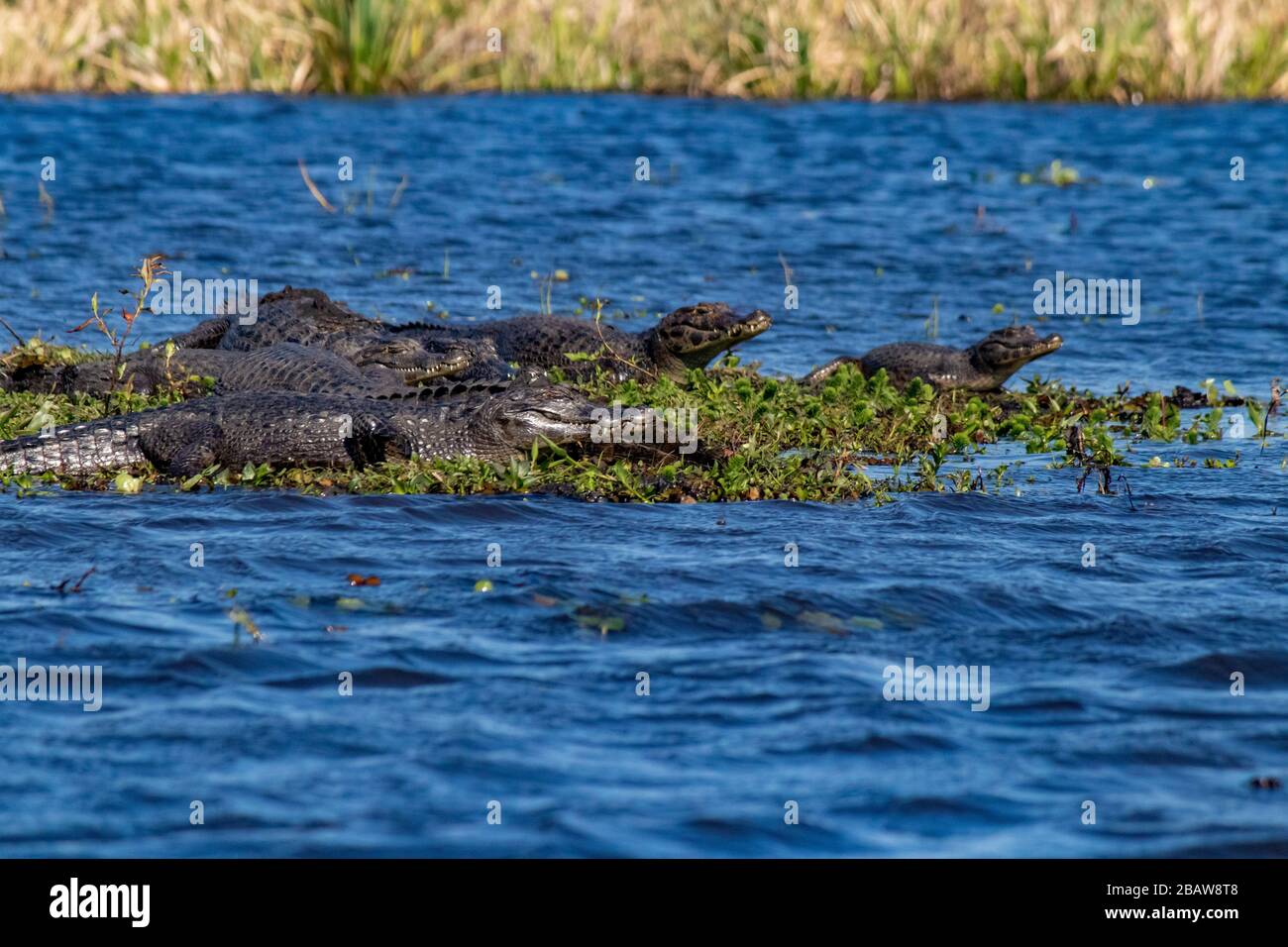 Parco Nazionale dell'Ibera, Argentina Foto Stock